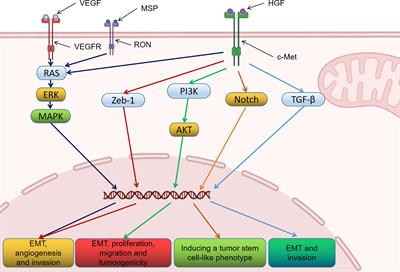 Targeting c-Met in the treatment of urologic neoplasms: Current status and challenges